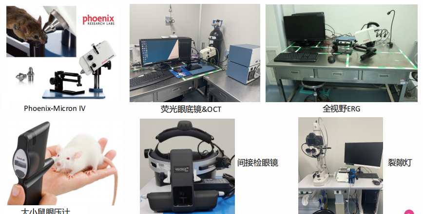 遗传性眼科疾病小鼠模型
