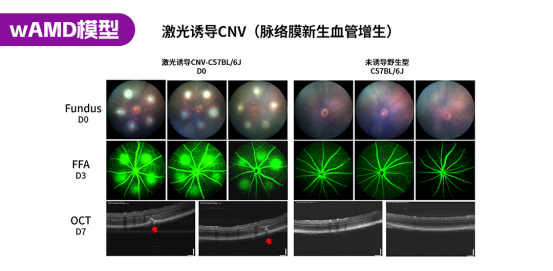 遗传性眼科疾病小鼠模型
