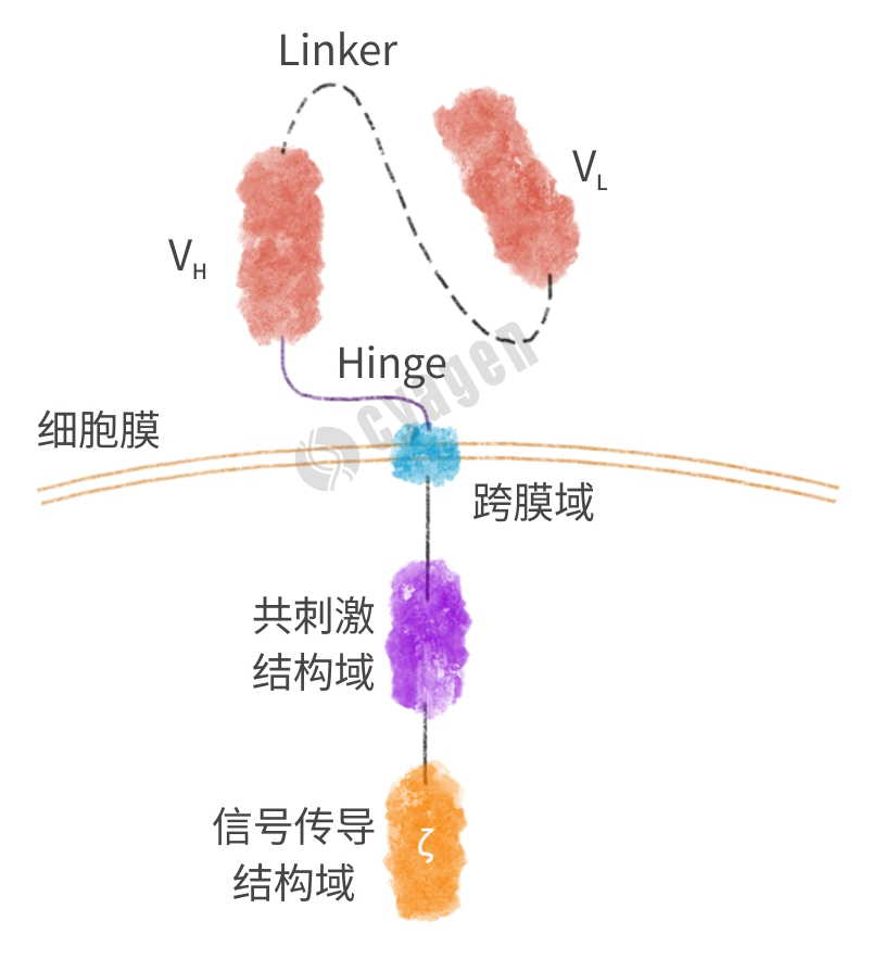 CAR分子基本结构