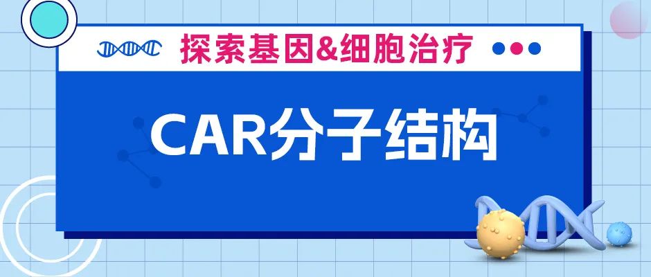 CAR分子结构
