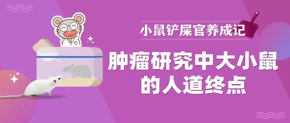 大小鼠的人道终点in肿瘤研究项目