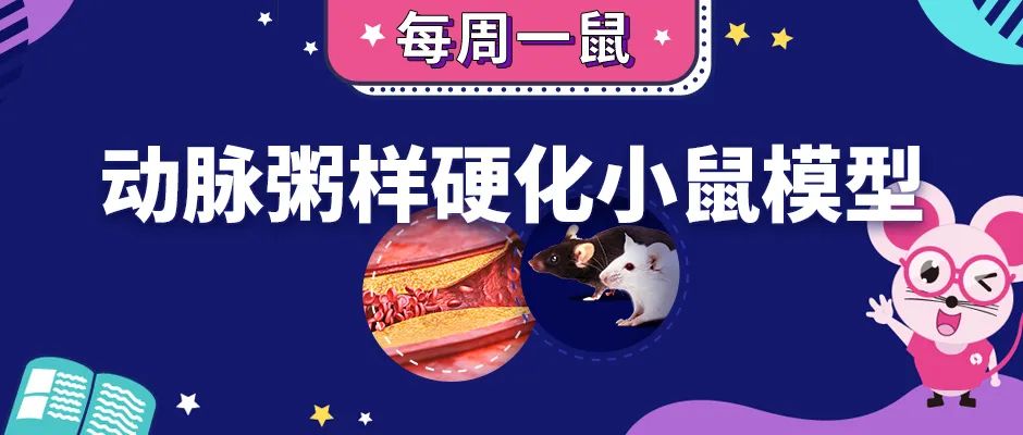 动脉粥样硬化小鼠