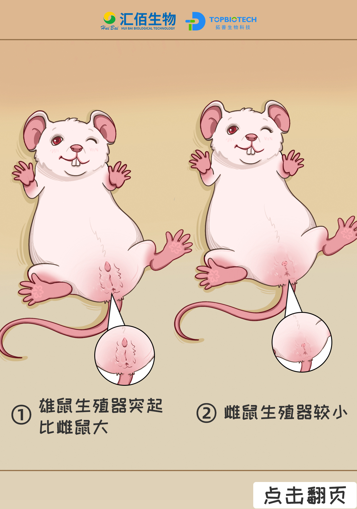05步骤五：雄鼠生殖器官突起比雌雄大.jpg