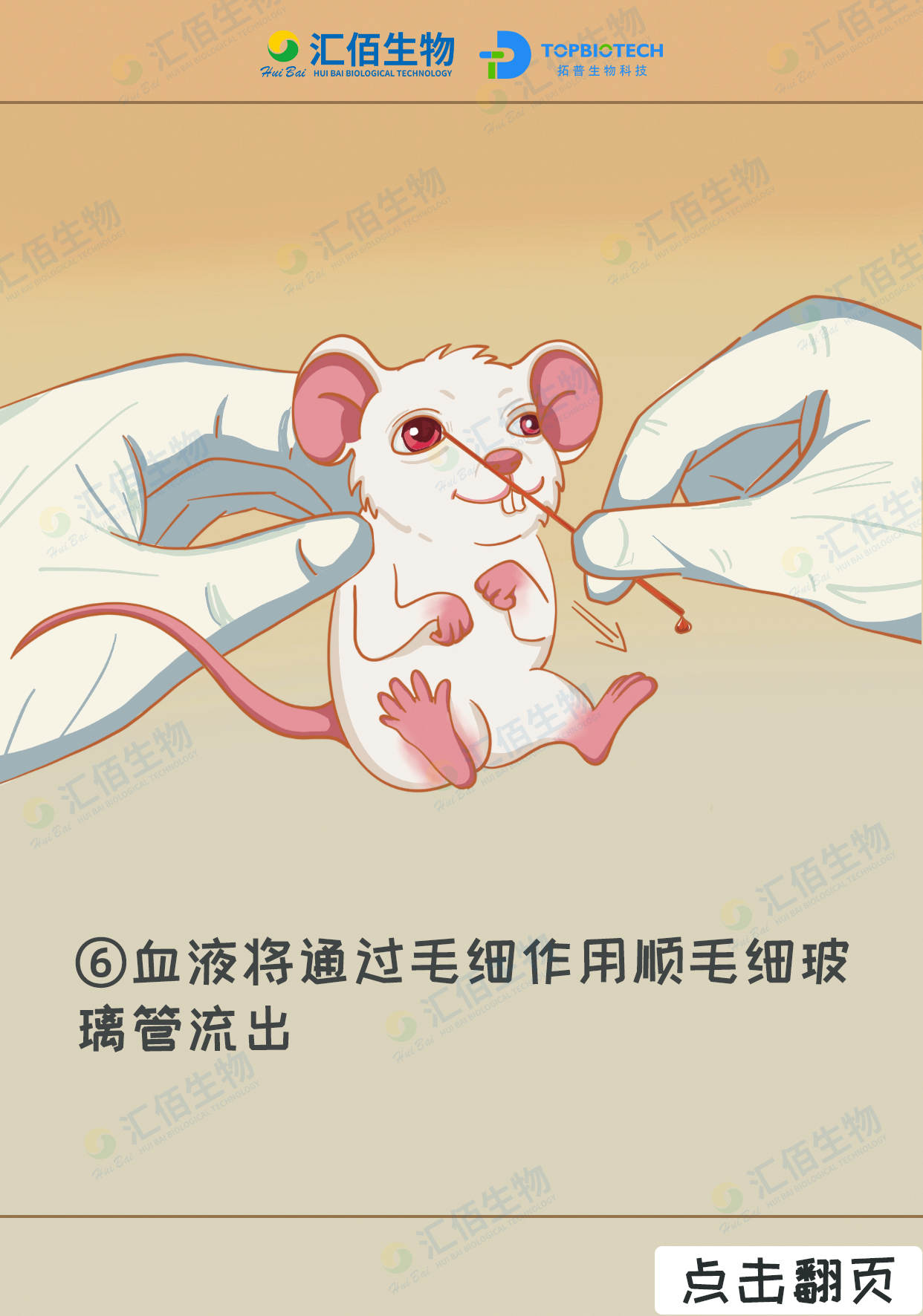 06步骤六：血液将通过毛细作用顺毛细玻璃管流出.jpg