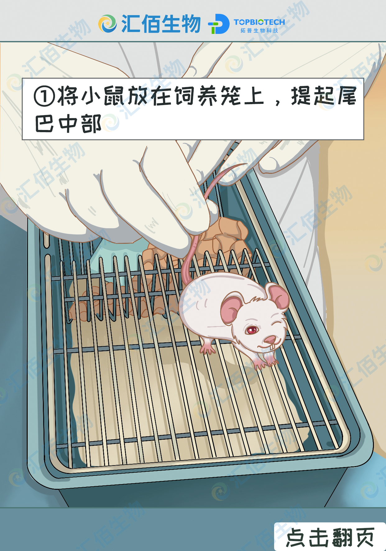 01步骤一：将小鼠放在饲养笼上，提起尾巴中部.jpg
