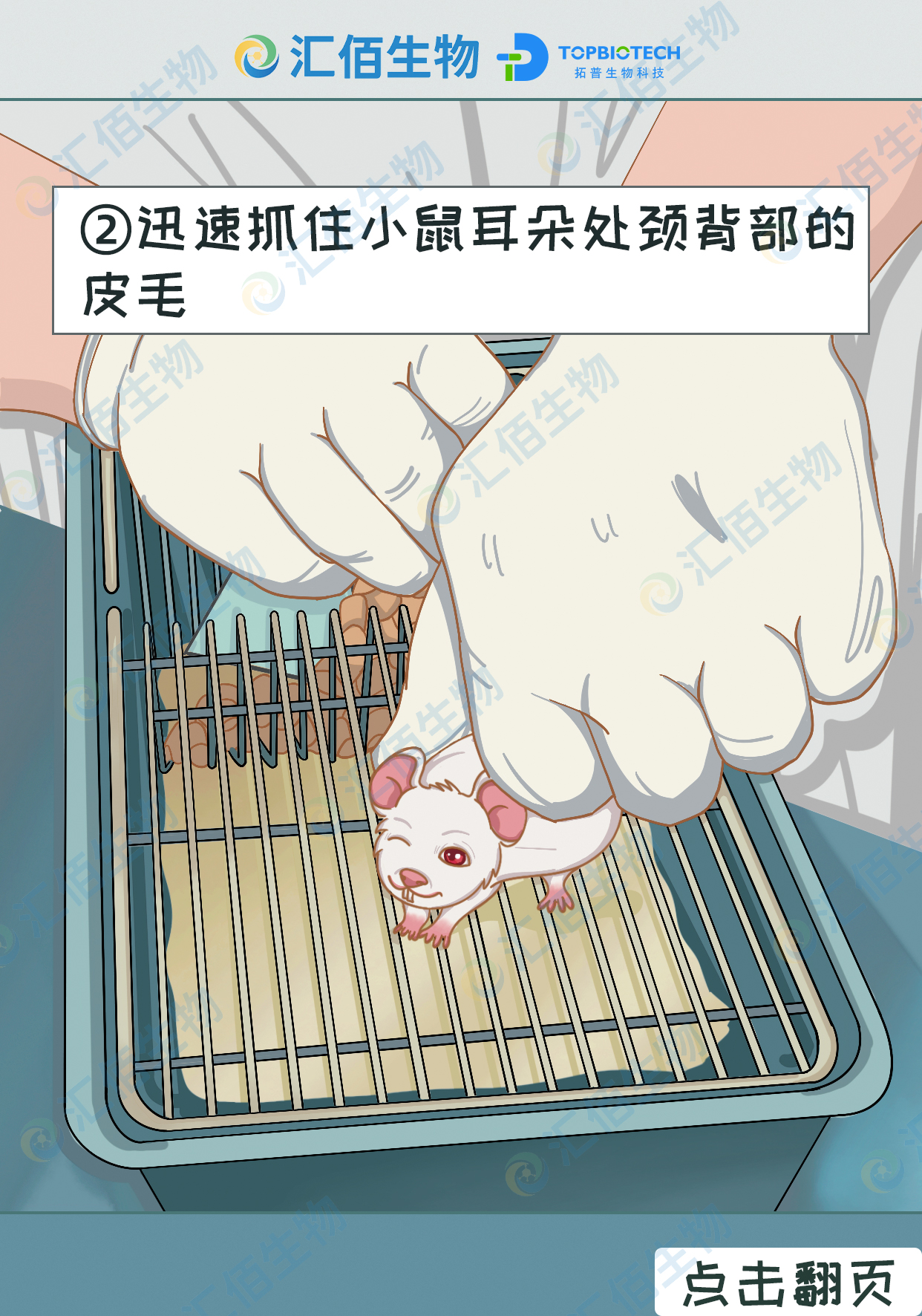 02步骤二：迅速抓住小鼠耳朵处颈背部的皮毛.jpg