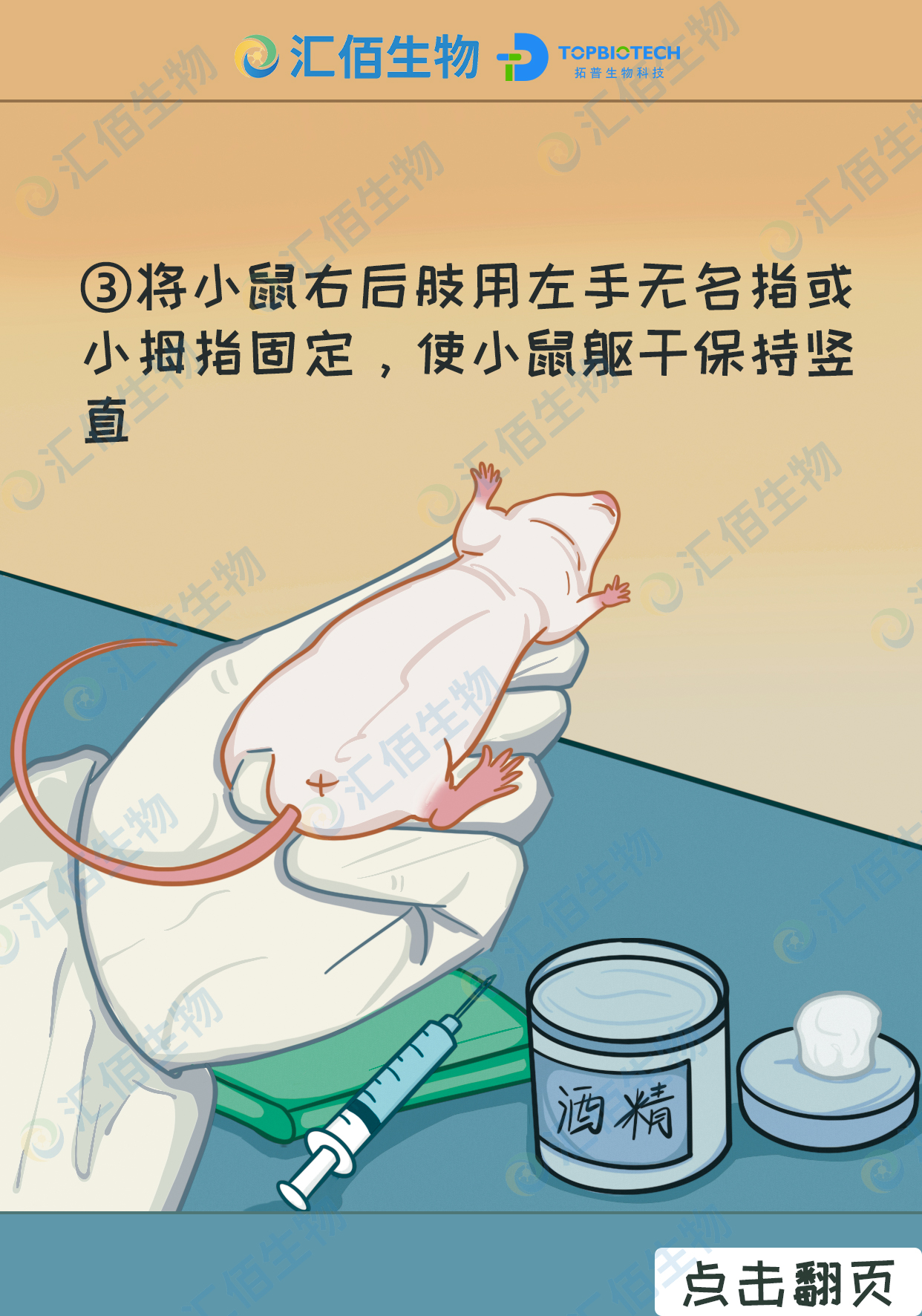 03步骤三：将小鼠的右后肢用左手无名指或小拇指固定，使小鼠躯干保持竖直.jpg