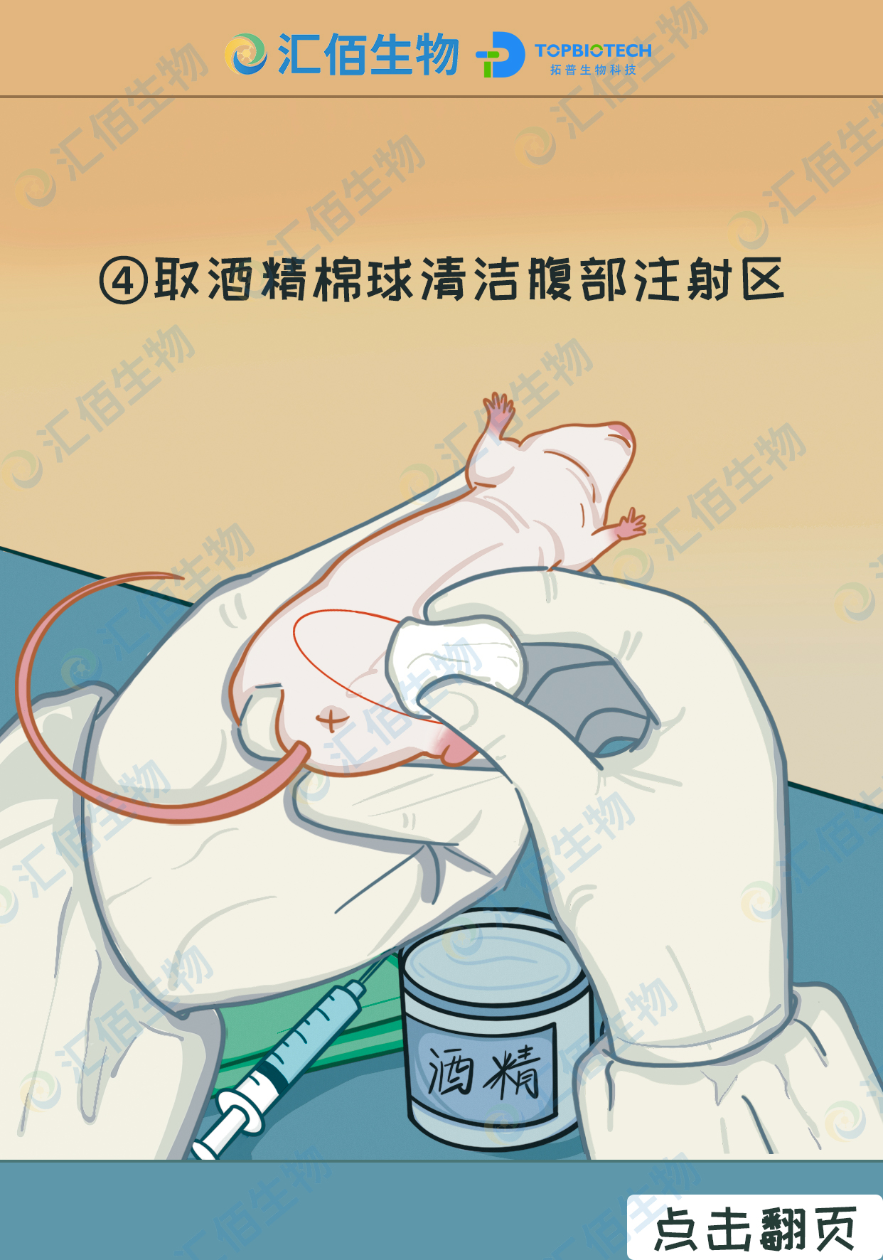 04步骤四：取酒精棉球清洁腹部注射区.jpg