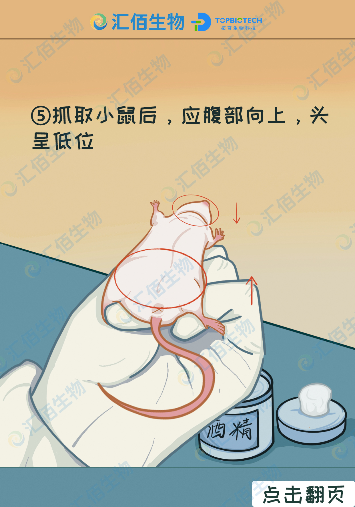 05步骤五：抓取小鼠后，应腹部向上，头呈低位.jpg