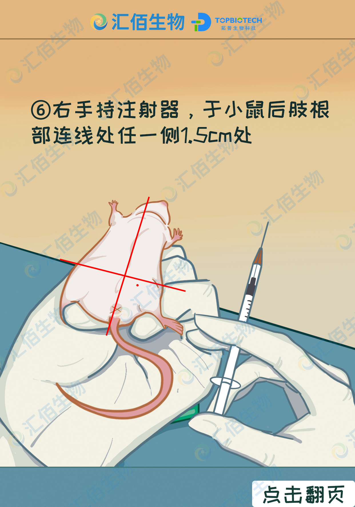 06步骤六：右手持注射器，于小鼠后肢根部连线处任一侧15cm处.jpg