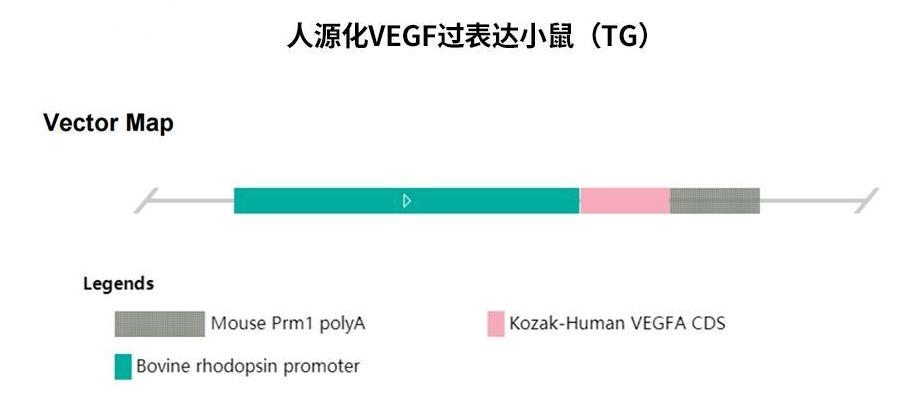 VEGF小鼠