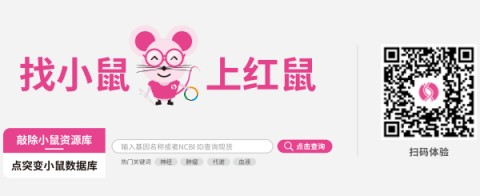找小鼠 上红鼠