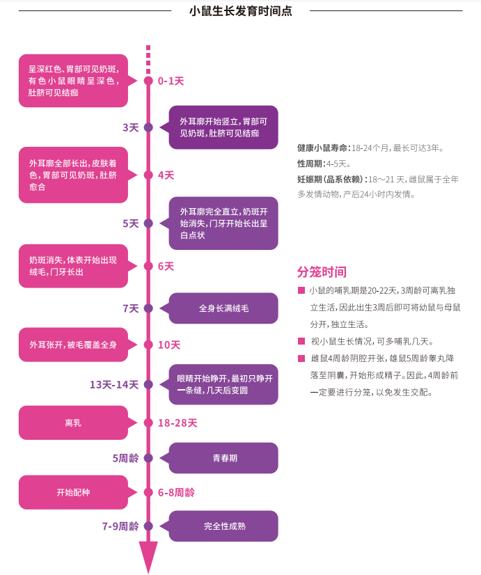 小鼠饲养繁殖