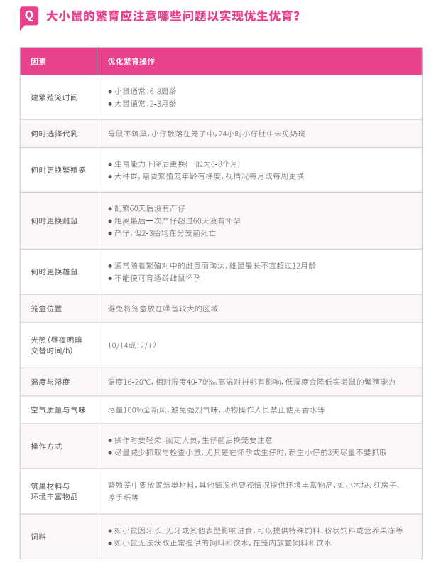 小鼠饲养繁殖