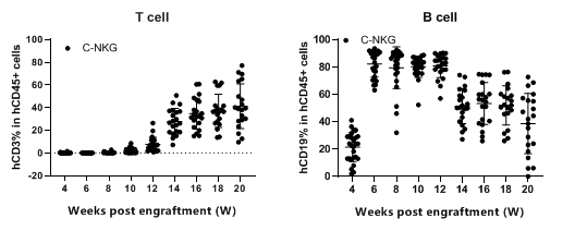 人源化小鼠