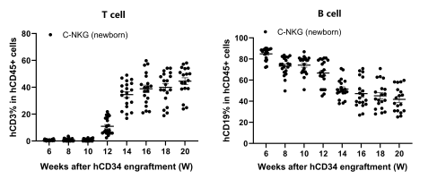 人源化小鼠