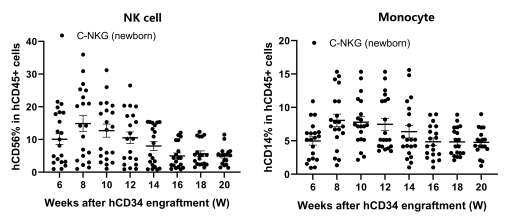 人源化小鼠