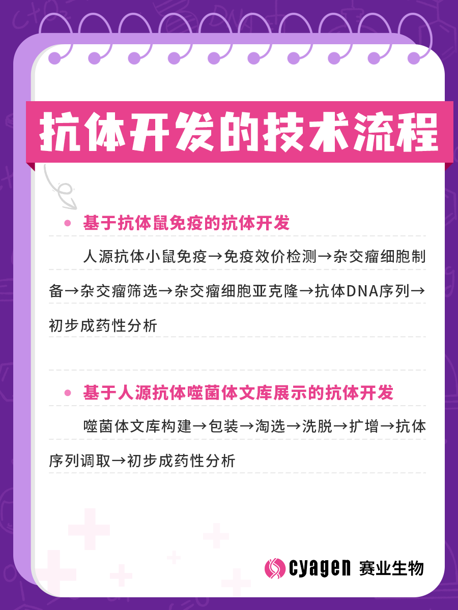 全人源抗体鼠