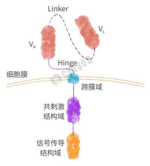 CAR分子设计与慢病毒包装