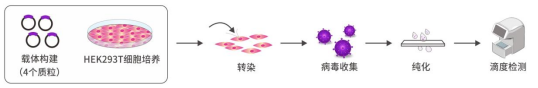 CAR分子设计与慢病毒包装