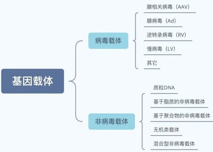AAV基因治疗 AAV基因治疗