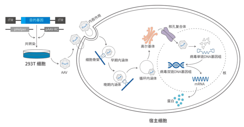 AAV基因治疗 AAV基因治疗