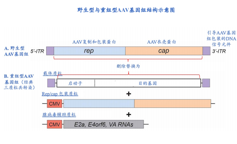 AAV基因治疗 AAV基因治疗
