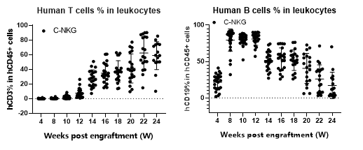 人免疫系统重建小鼠