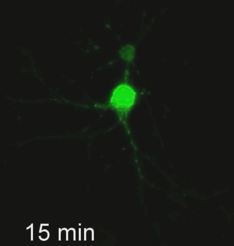 ec6993b570964fb1a2d2a9bac23a3ebcjpg.gif