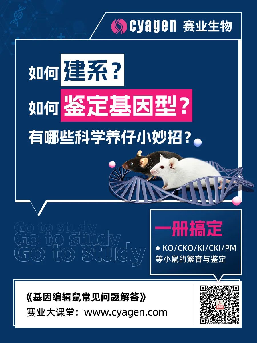 基因编辑大鼠