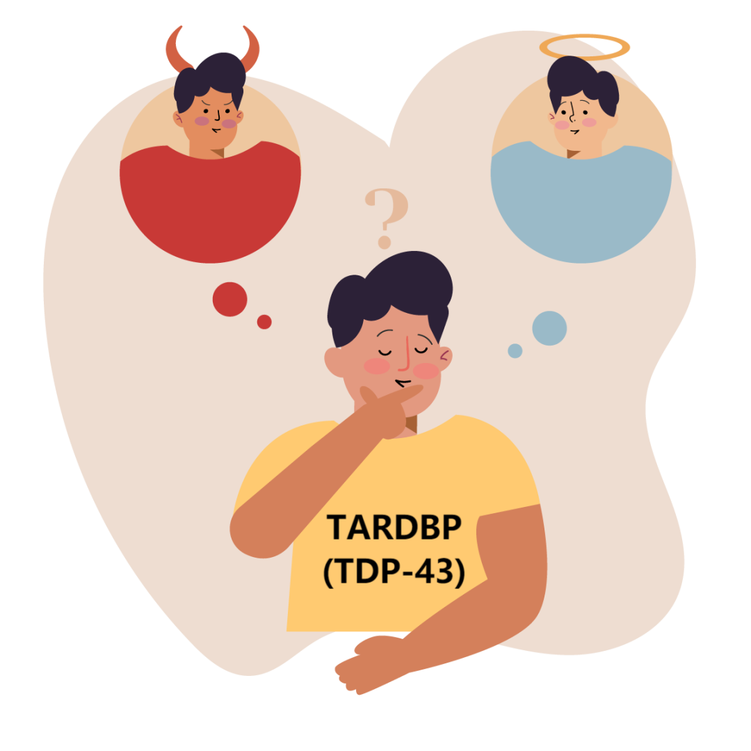 与渐冻症ALS息息相关的致病基因TARDBP是天使还是魔鬼 与渐冻症ALS息息相关的致病基因TARDBP是天使还是魔鬼