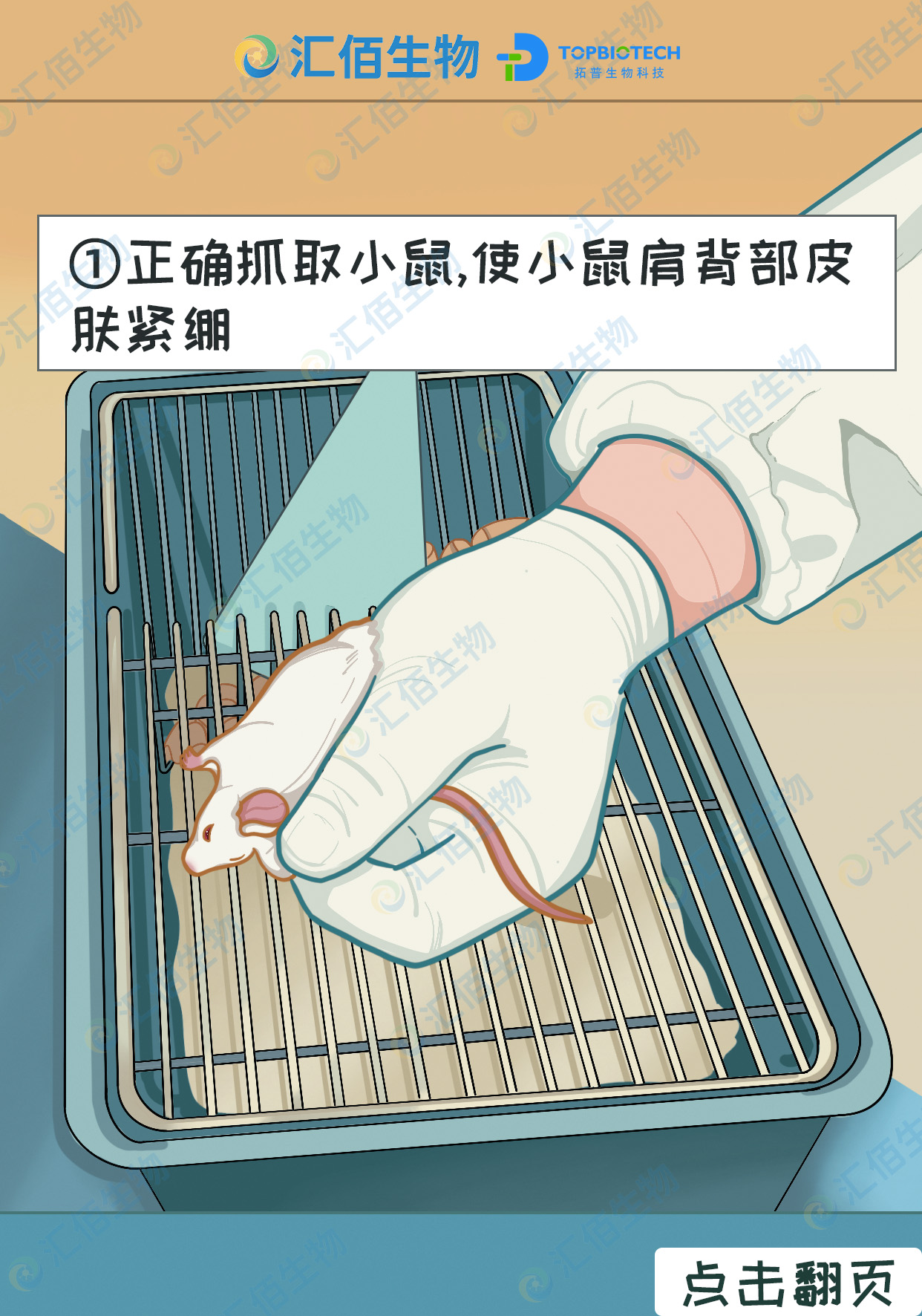 01步骤一;正确抓取小鼠,使小鼠肩背部皮肤紧绷.jpg