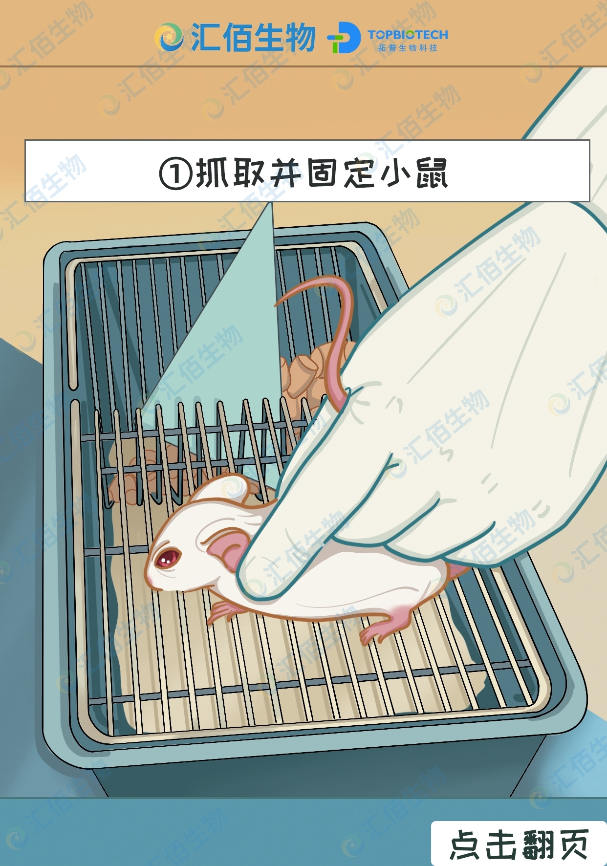 01步骤一：抓取并固定小鼠.jpg