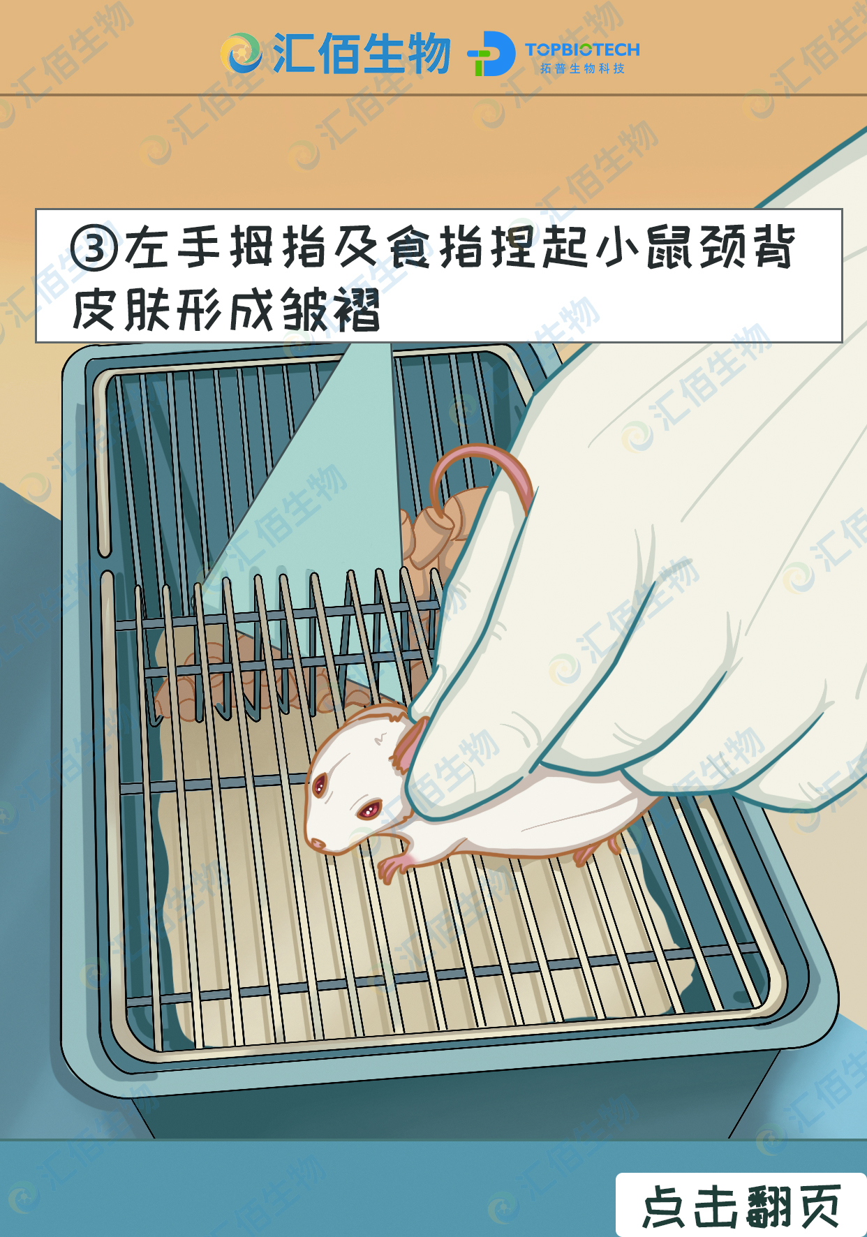 03步骤三：左手拇指及食指捏起小鼠颈背皮肤形成皱褶.jpg