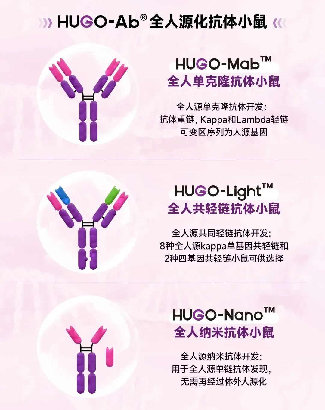 探索全人源抗体的“进击之路” 探索全人源抗体的“进击之路”