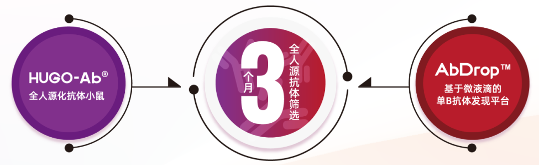 探索全人源抗体的“进击之路” 探索全人源抗体的“进击之路”