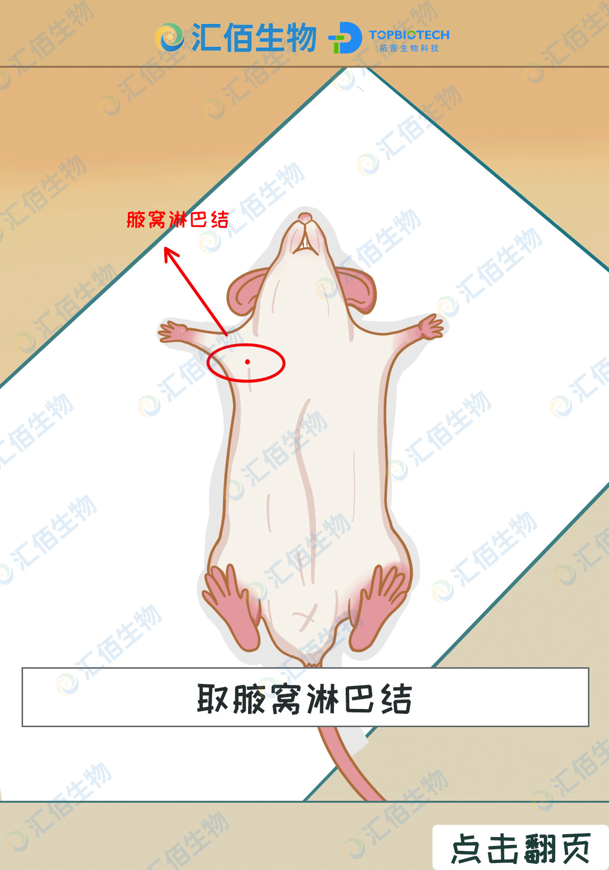 00取腋窝淋巴结1.jpg