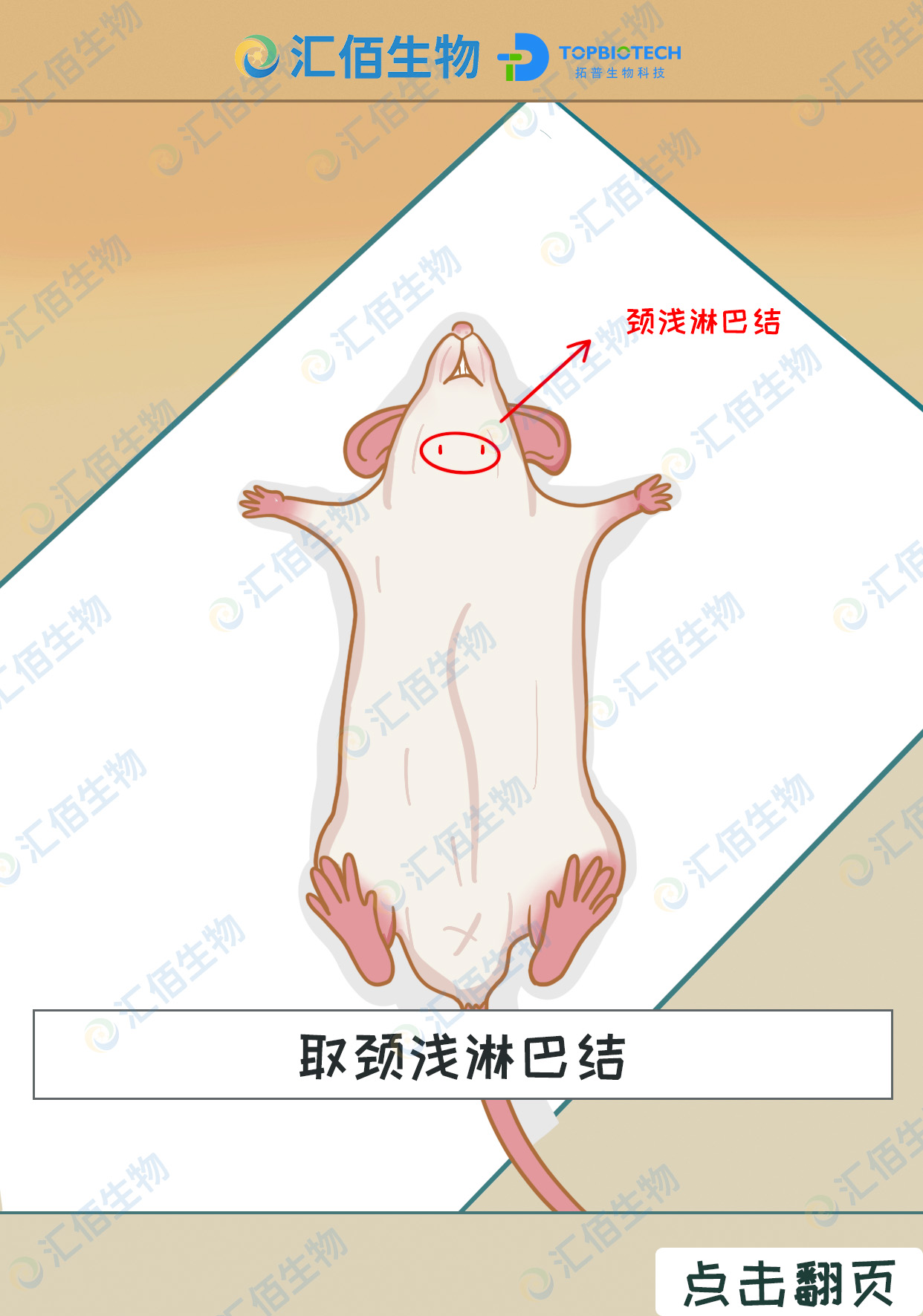 00取颈浅淋巴结1.jpg