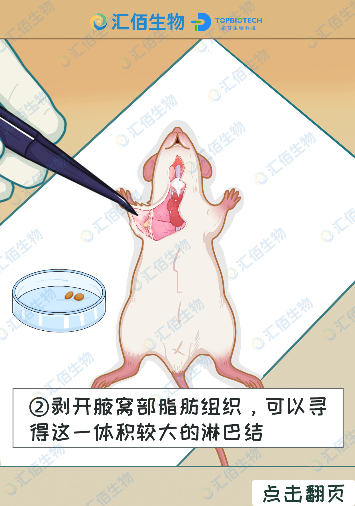 02步骤二,剥开腋窝部脂肪组织,可以寻得这一体积较大的淋巴结1.jpg
