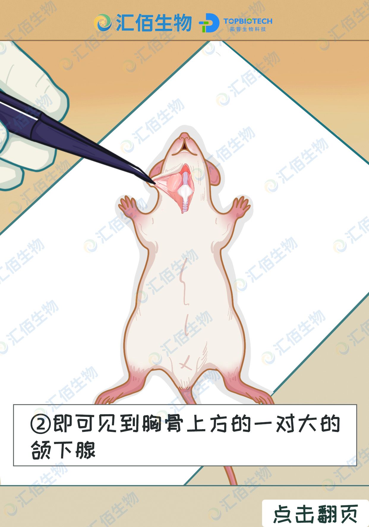 02步骤二,即可见到胸骨上方的一对大的颌下腺1.jpg