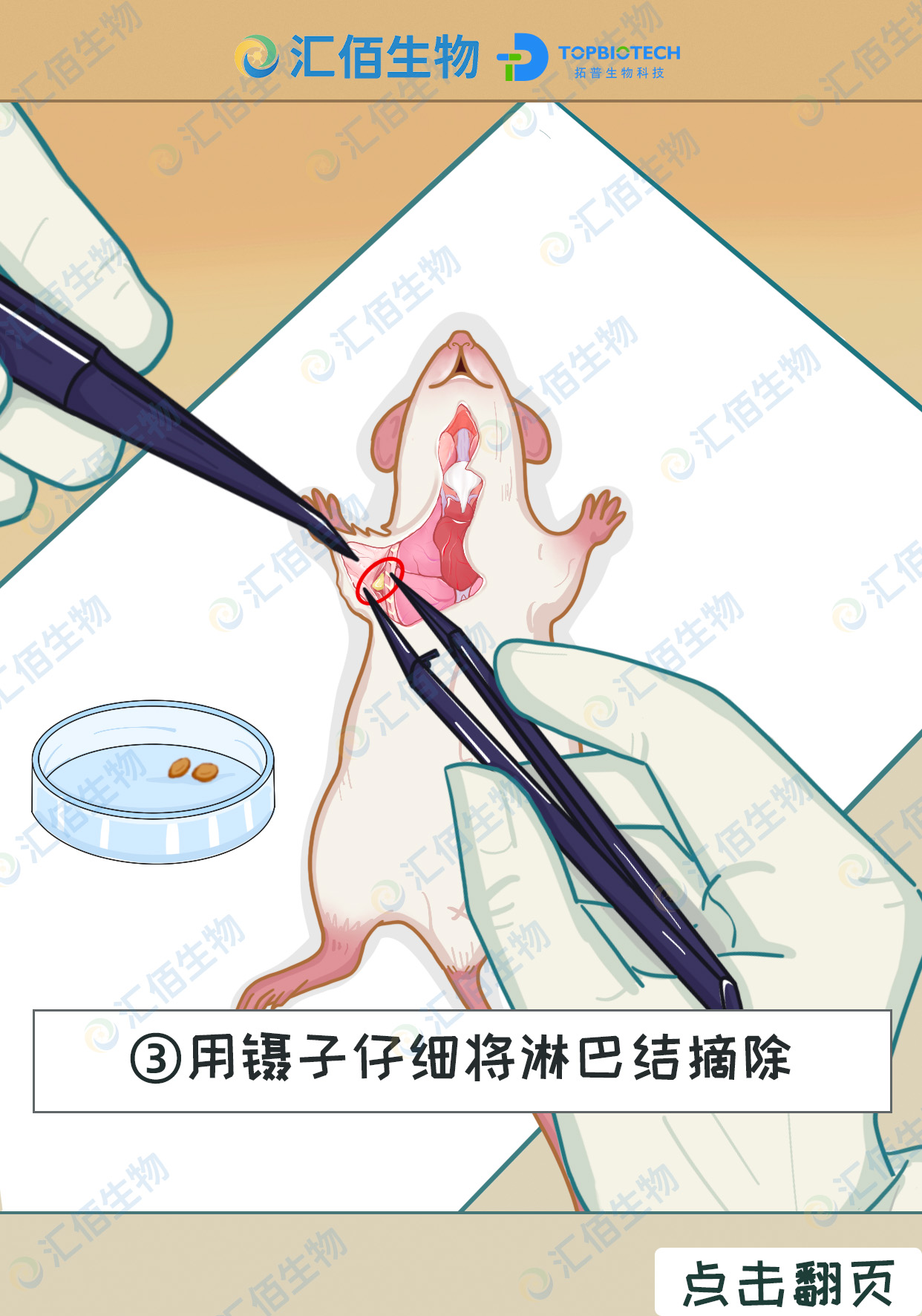 03步骤三,用镊子仔细将淋巴结摘除1.jpg