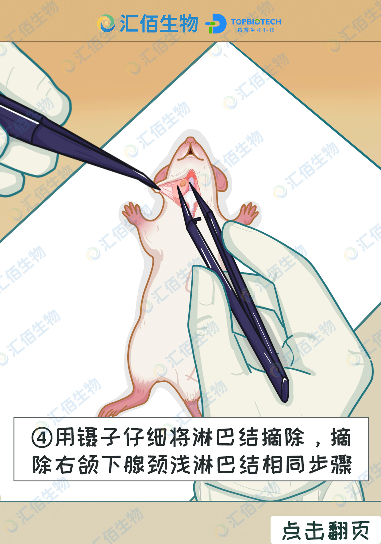 04步骤四,用镊子仔细将淋巴结摘除，摘除右颌下腺颈浅淋巴结相同步骤1.jpg