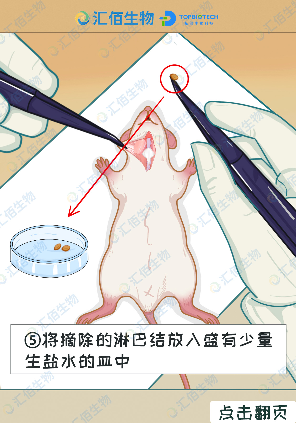 05步骤五,将摘除的淋巴结放入盛有少量生盐水的皿中1.jpg