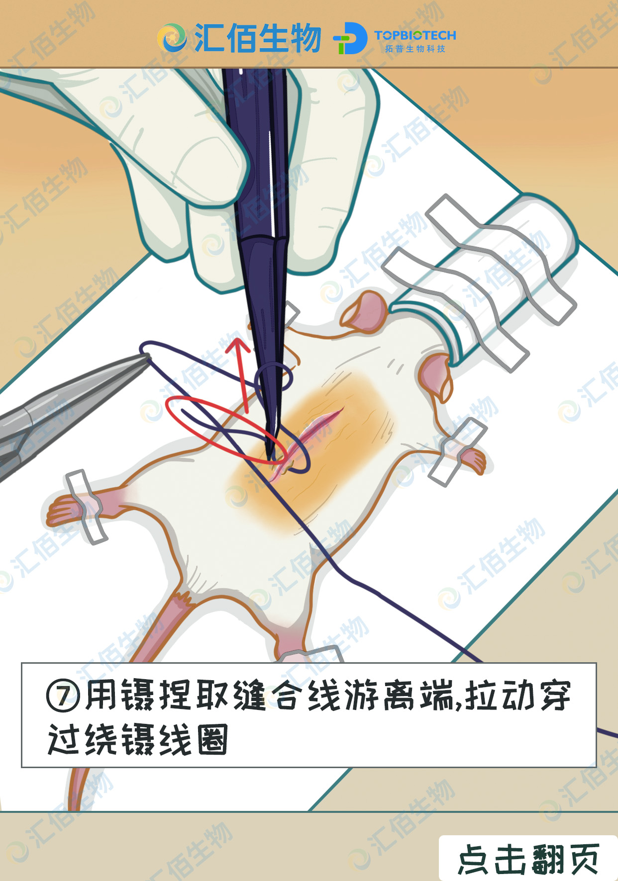 07步骤七,用镊捏取缝合线游离端,拉动穿过绕镊线圈.jpg