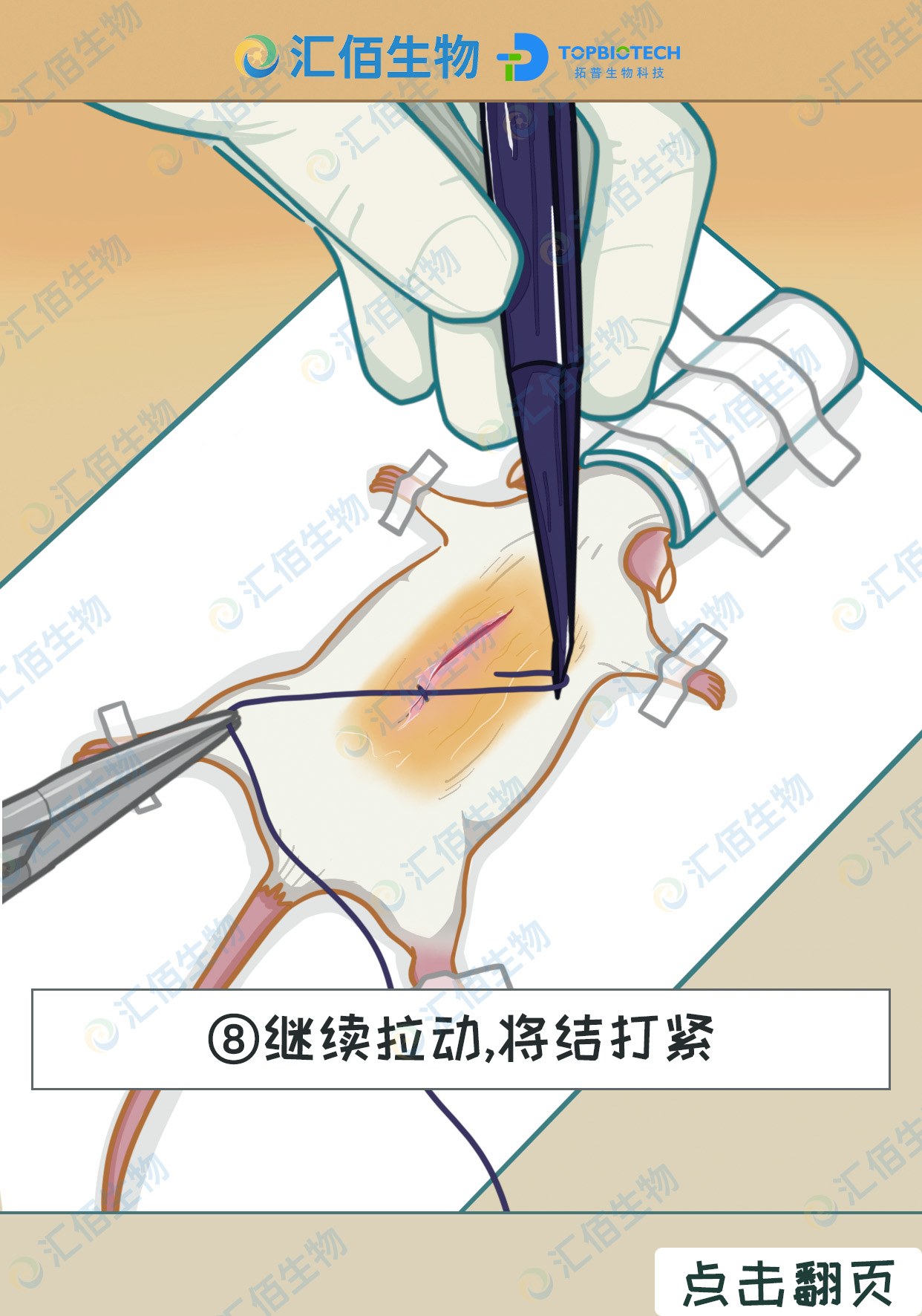 08步骤八,继续拉动,将结打紧.jpg