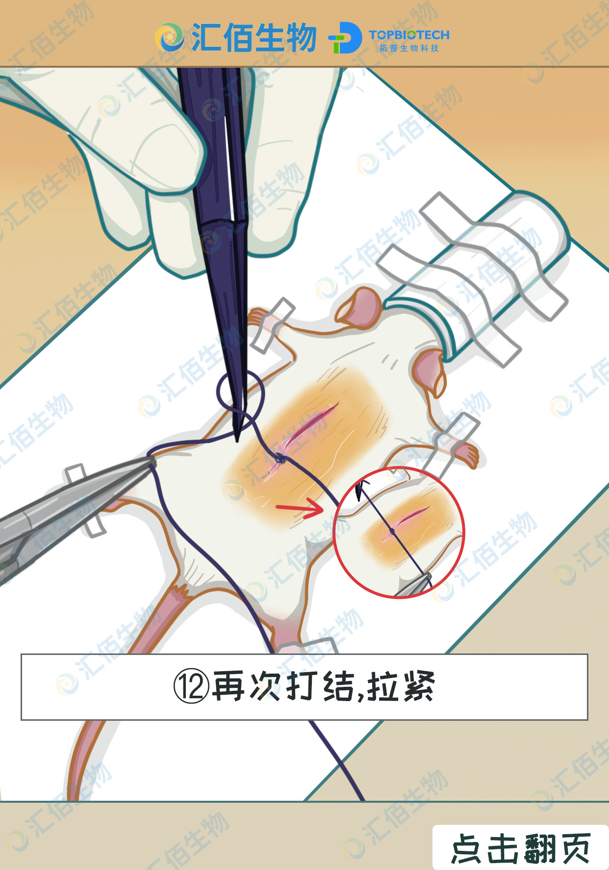 12步骤十二,继再次打结拉紧.jpg