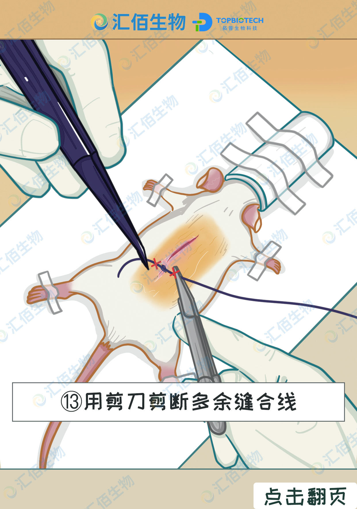 13步骤十三,用剪刀剪断多余的缝合线.jpg