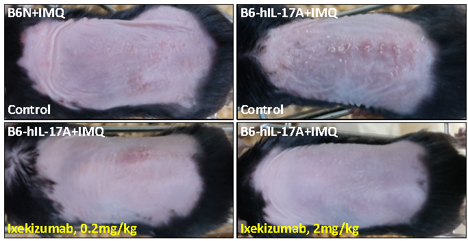 B6-hIL-17A小鼠