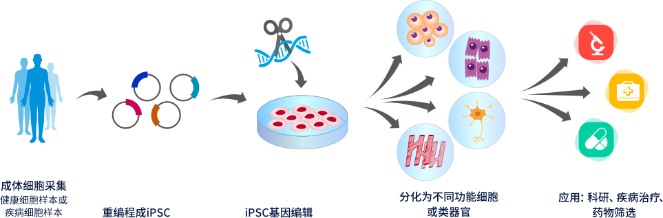 iPSC技术在生物医药中的应用与开发策略 iPSC技术在生物医药中的应用与开发策略