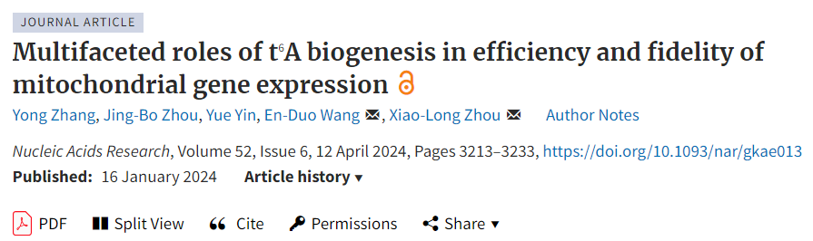 人线粒体tRNA t6A修饰对线粒体基因表达调控的多重作用